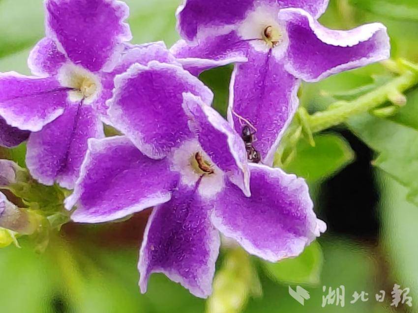 蒙特卡罗赌474